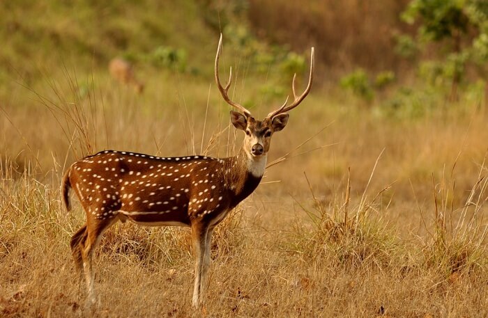Phibsoo Wildlife Sanctuary in Gelephu