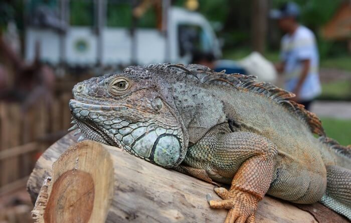 Safari Lizard Big Wood