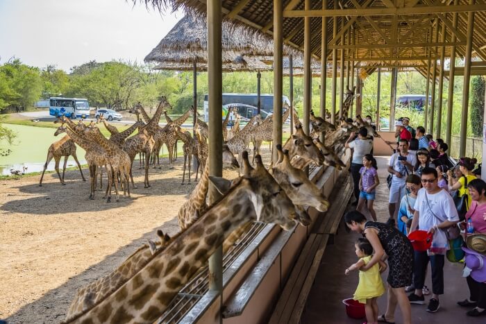 Phnom Penh Safari