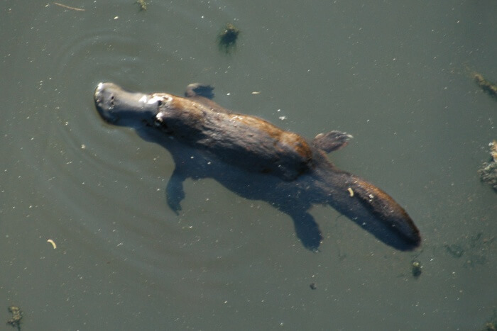 Platypus