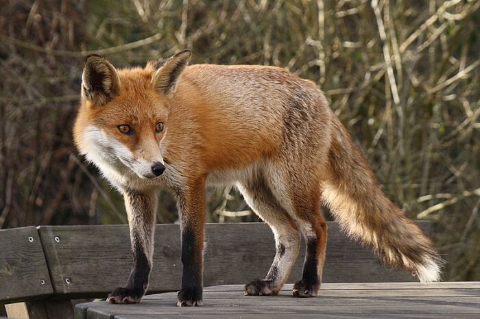 famous animal in Poland