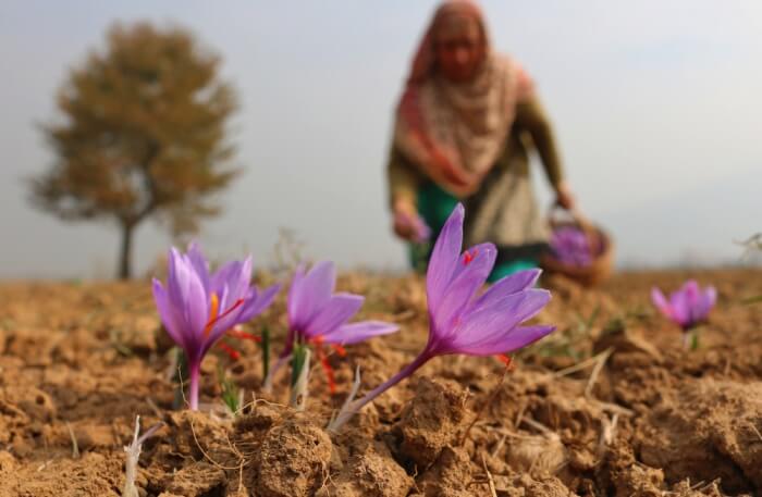 Pulwama
