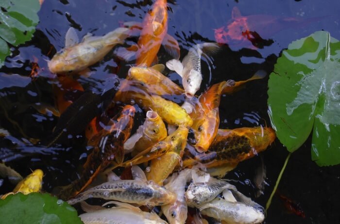 Qian-Hu-Fish-Farm