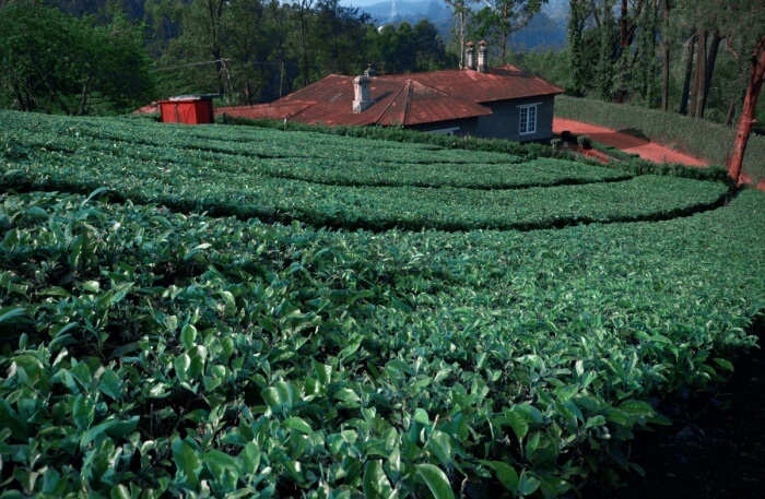 Farm View