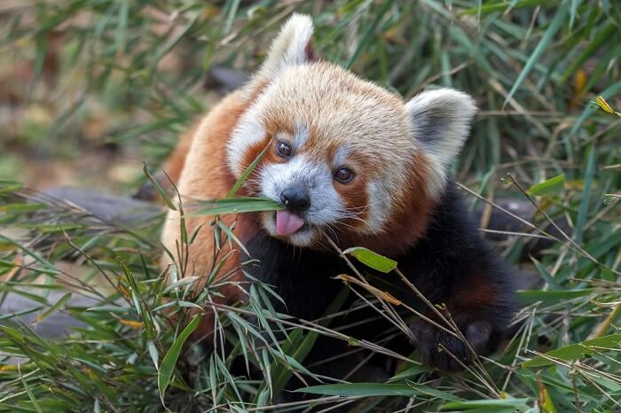 Red_Panda