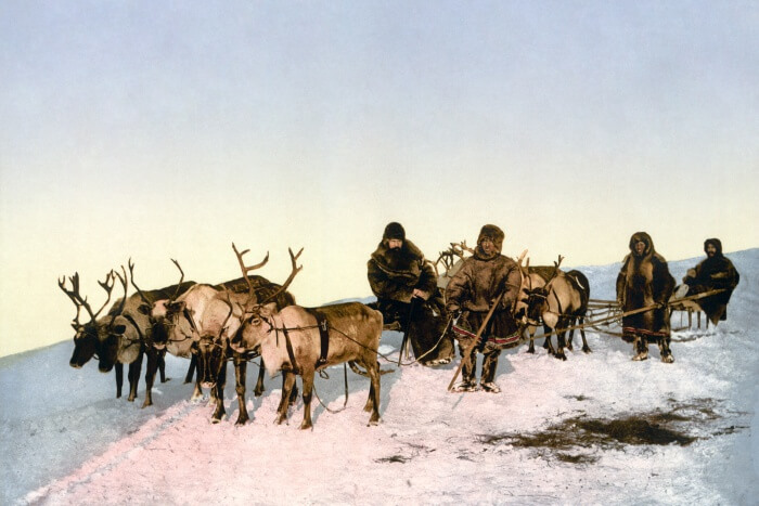 Reindeer