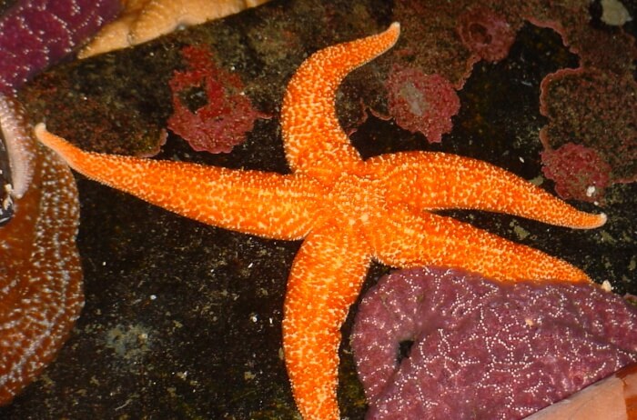 Sea Stars