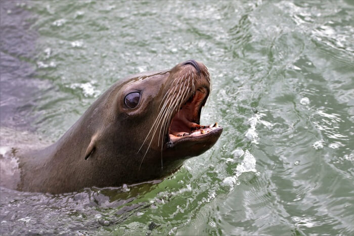 Seal