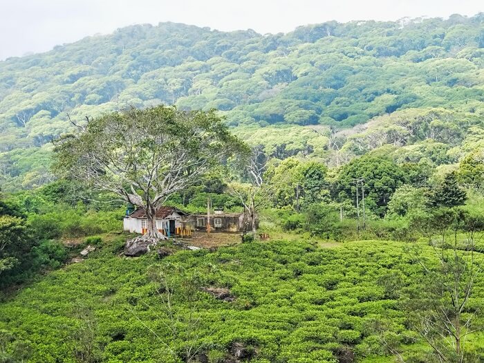 greenery in sinharaja