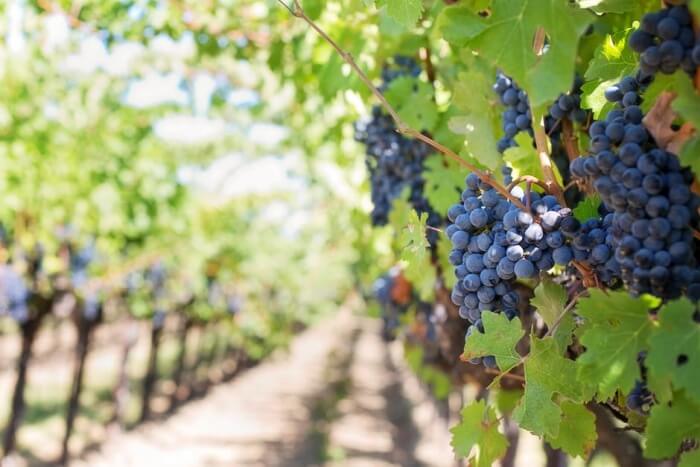 Spier Vineyard