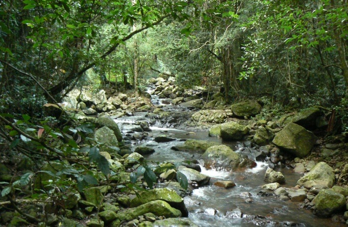 Springbrook National Park