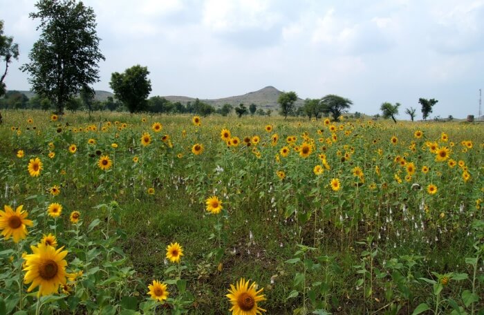 Sunflower Fields