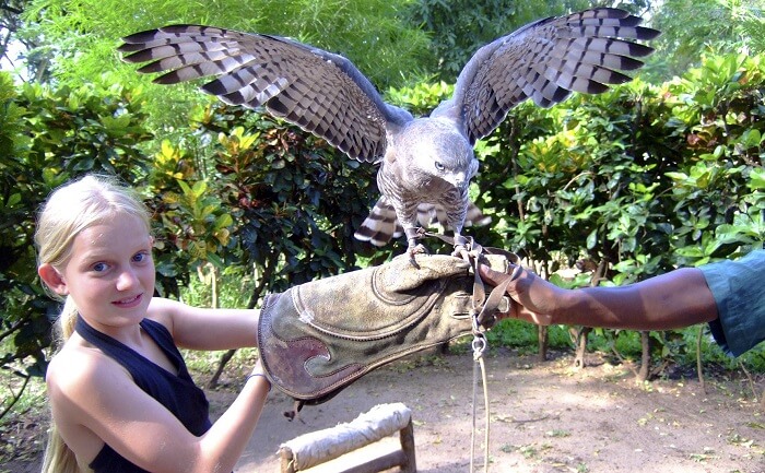 The Falconry