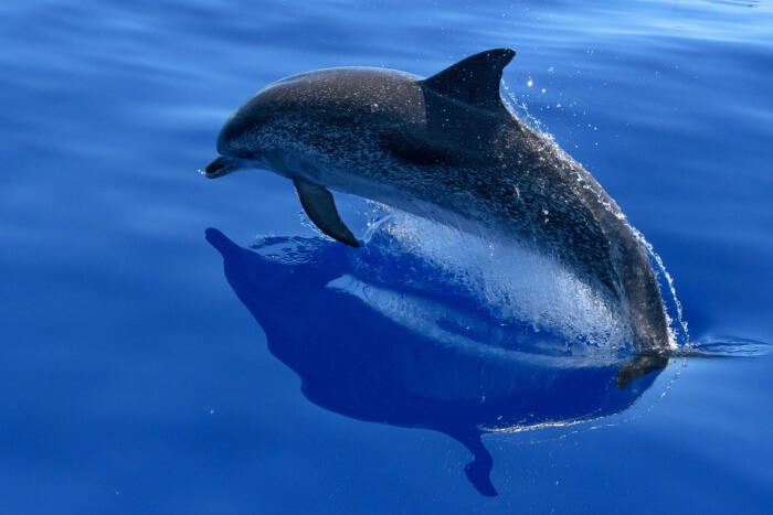 The Pelagos Sanctuary