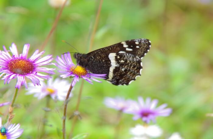 Biodiversity Perseverance