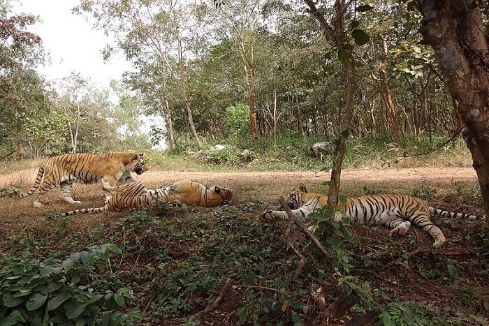 view of the wildlife in tyavarekoppa
