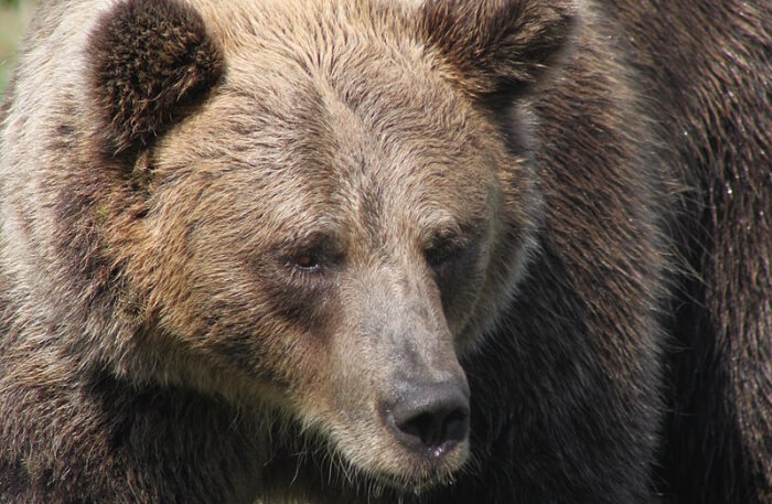 Veresegyház Bear Farm