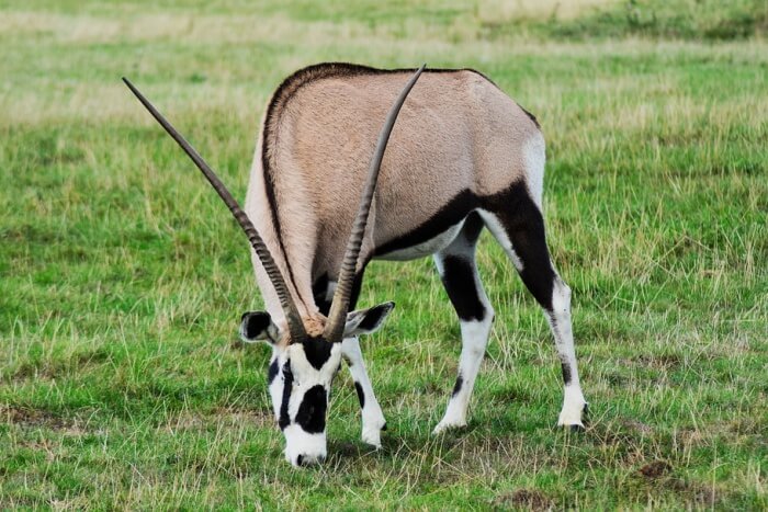 Villiera Wildlife Sanctuary