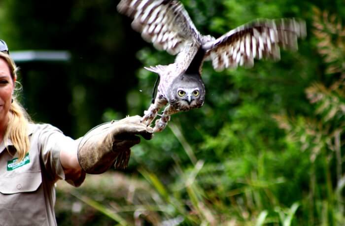 Visit Currumbin Wildlife Sanctuary