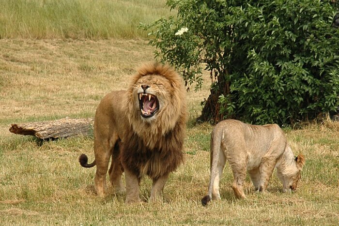 Vredenheim Big Cats Park