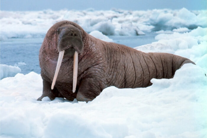 Walruses
