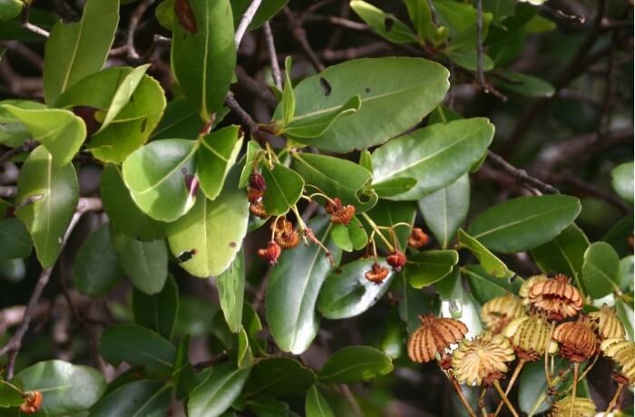 Why Was The Jellyfish Tree In Seychelles Named So