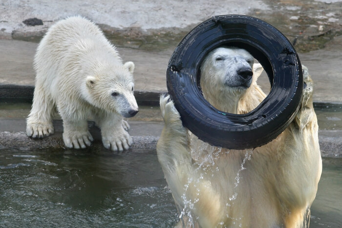 Wildlife