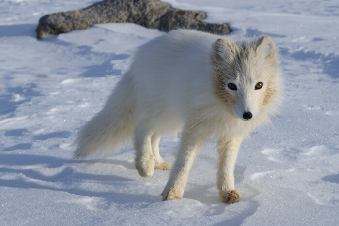 Wildlife-Tours