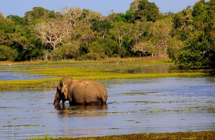 Wilpattu National Park