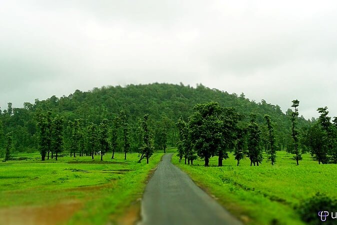 Wilson Hills