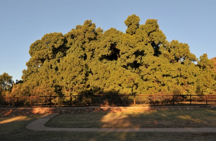 Wonderboom Nature Reserve in Pretoria