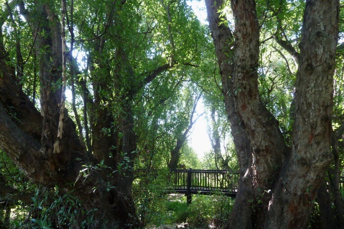 Wonderboom Nature Reserve
