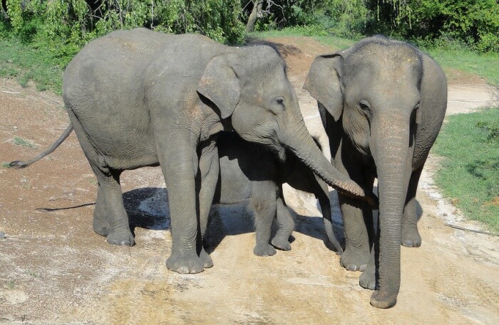 Yala Safari
