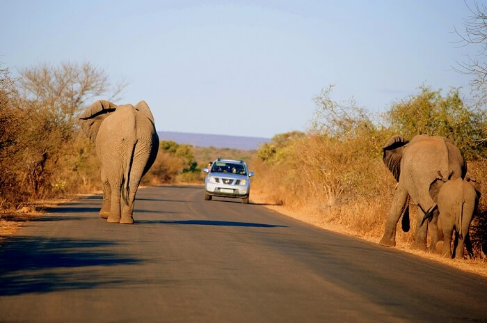 family on a south africa road trip