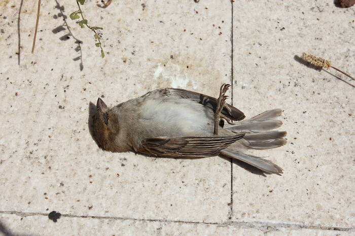 Dead bird in Jatinga