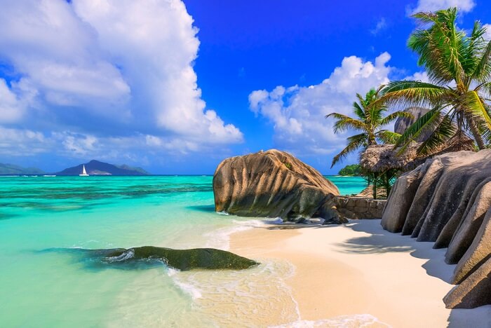 jellyfish tree seychelles cover