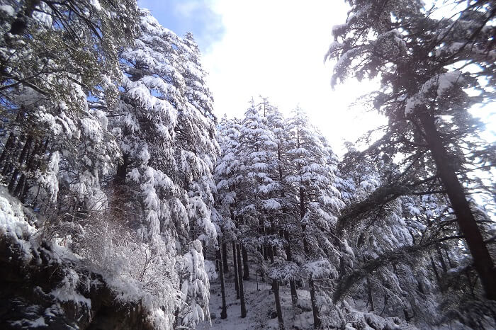 manali sanctuary