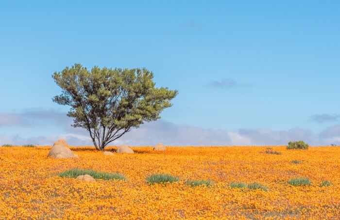 namaqua national park