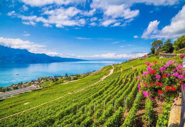 vineyards near paris cover
