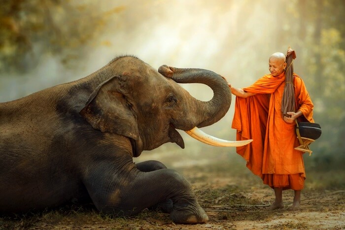 wildlife in hanoi cover