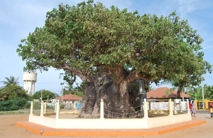 Baobab Tree