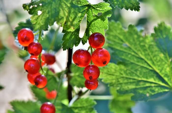 Blue-Hills-Berries-Cherries