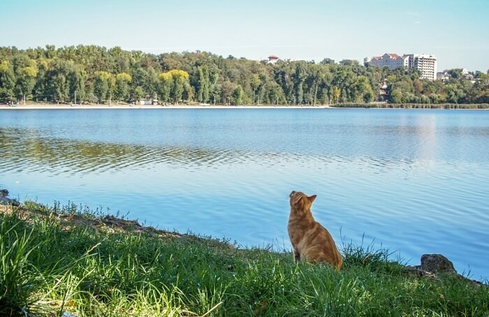 wild animal on the chisinau lake in national park of moldova