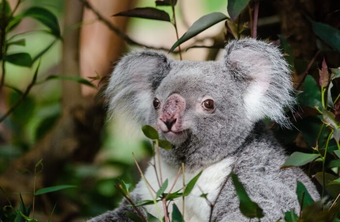 Lone Pine Koala Sanctuary
