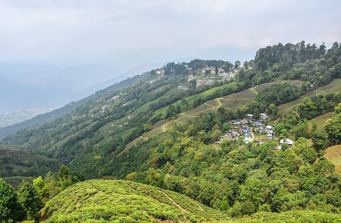 Darjeeling View