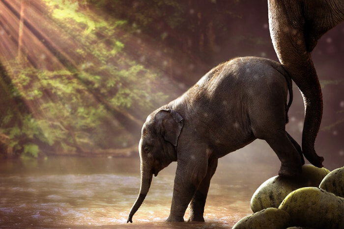 Elephantastic Elephant Farm