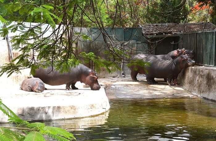 Giza Zoo