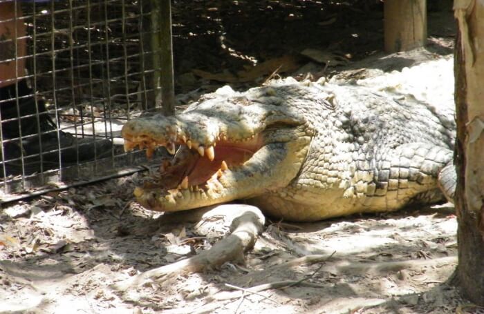Hartley's Crocodile Adventures