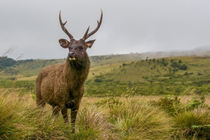 visit Horton Plains