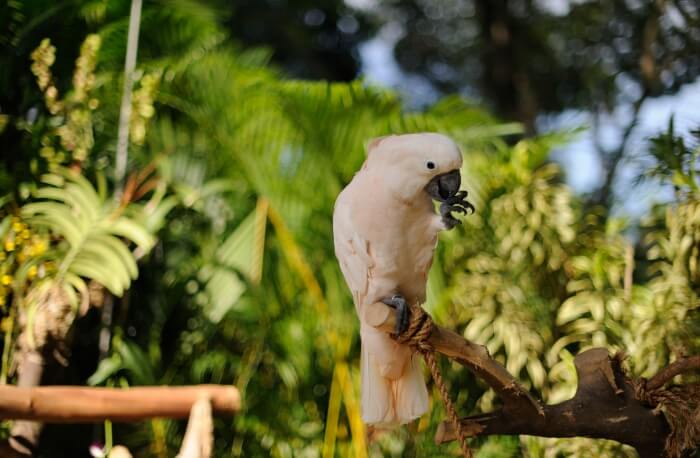 Jurong Bird Park